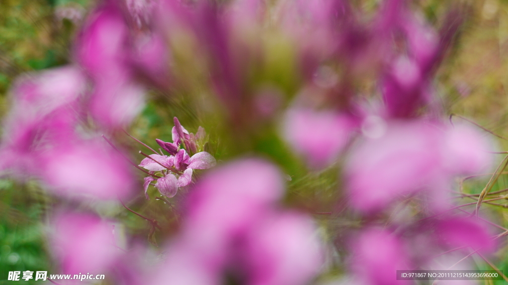 小花