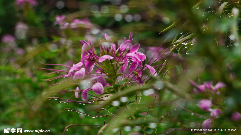 小花