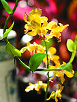 鲜花