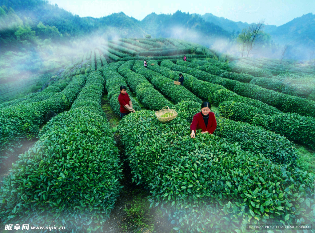 好茶生在云雾中