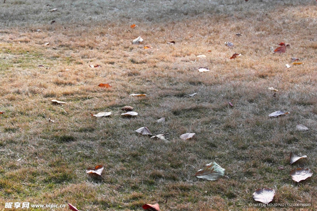 草地