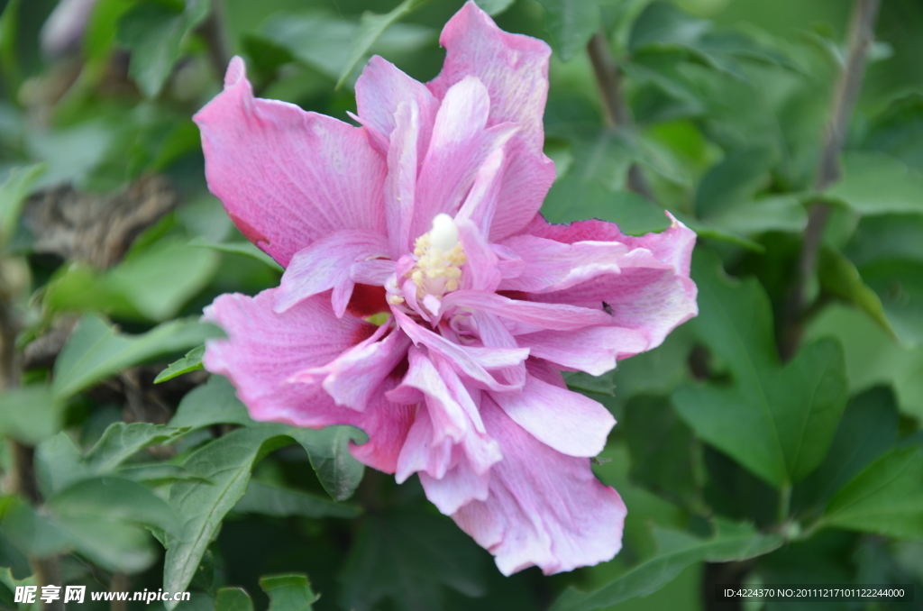 木槿花