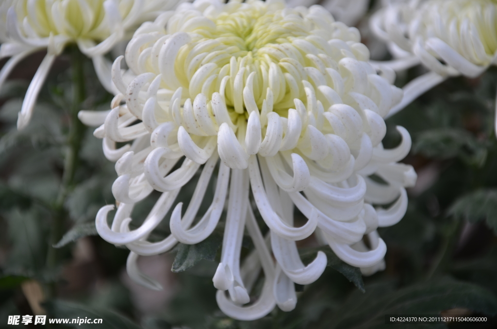 菊花