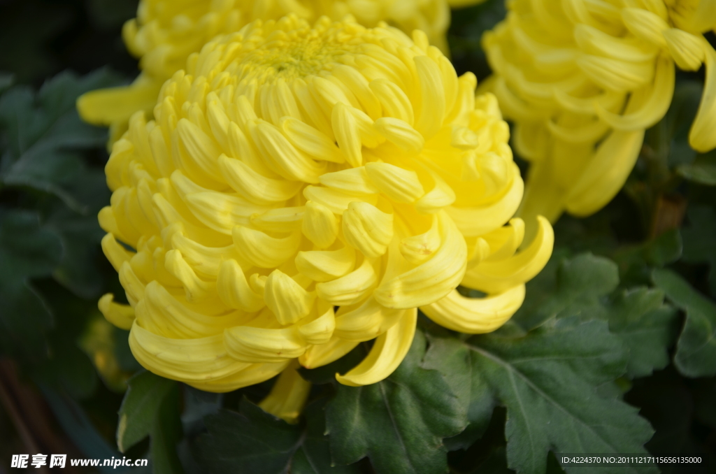 菊花