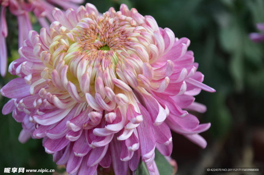 菊花