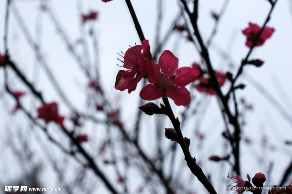 桃花盛开