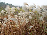 竺山湖芦苇