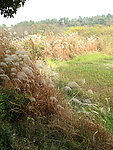 竺山湖芦苇