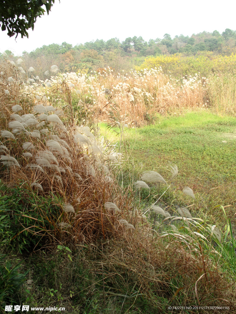 竺山湖芦苇