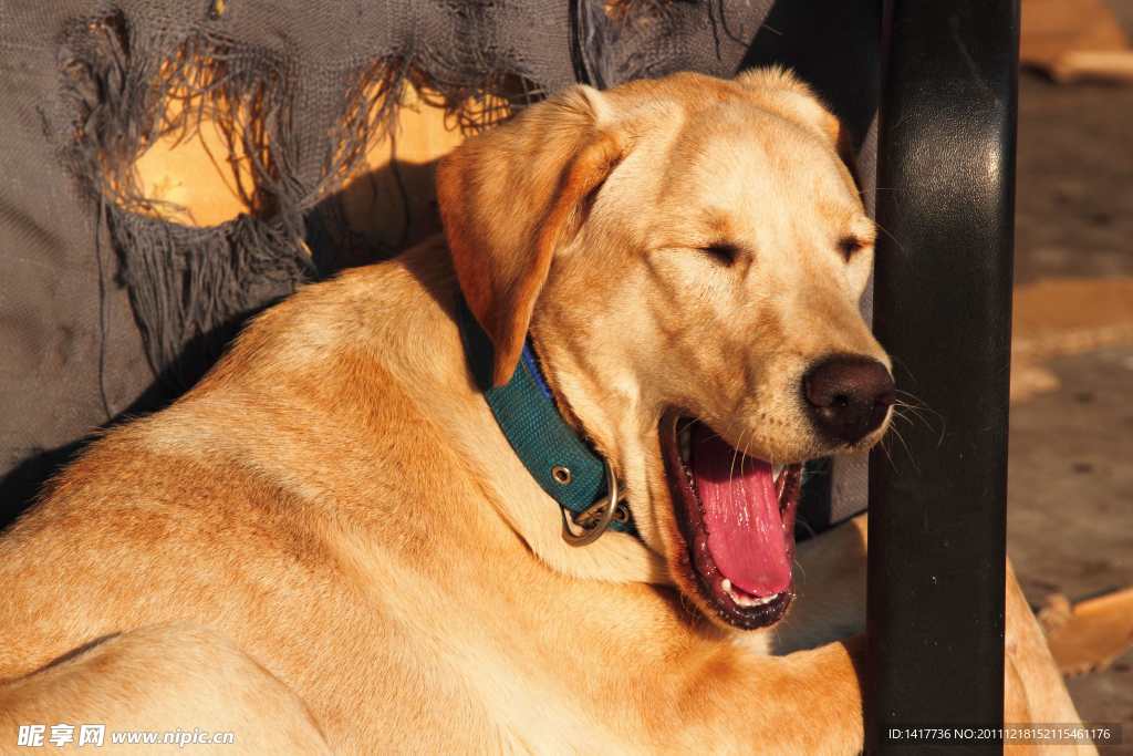 黄狗