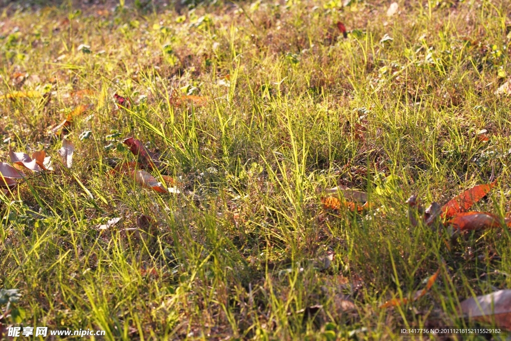 小草