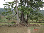 风景树