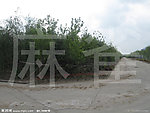 绿化植物