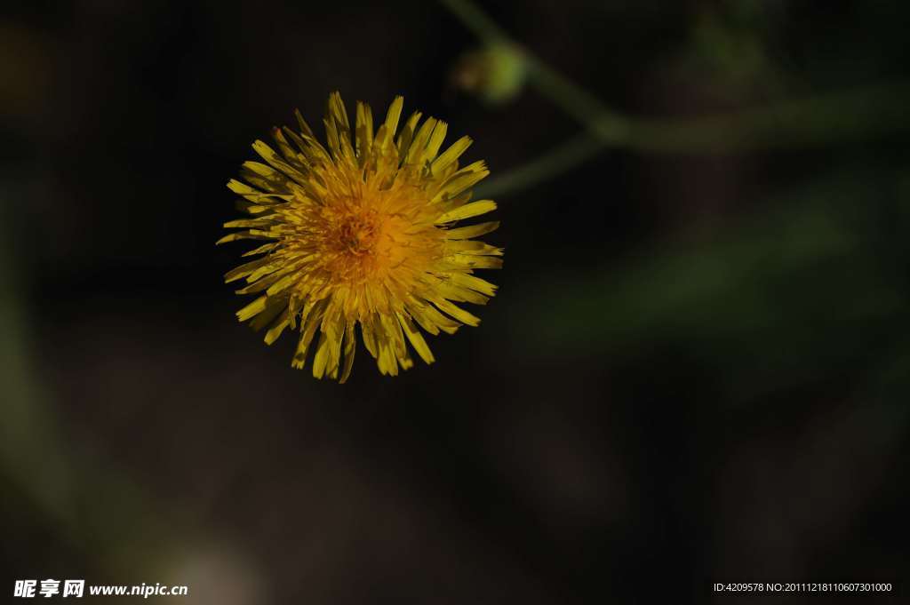 黄花