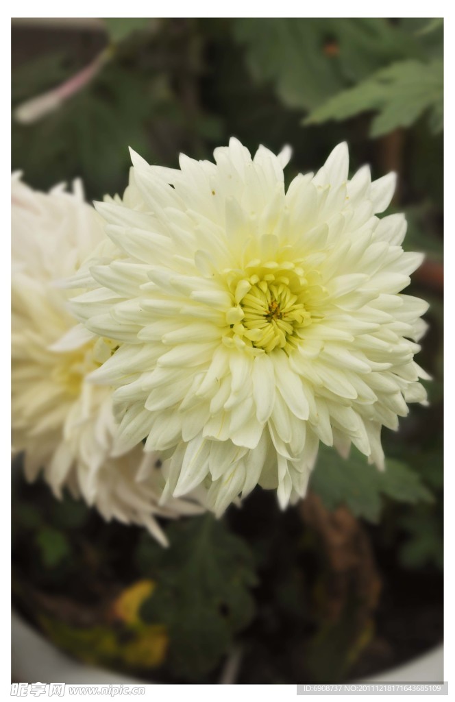 白菊