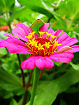 小花