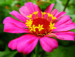小花