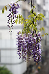 紫藤花
