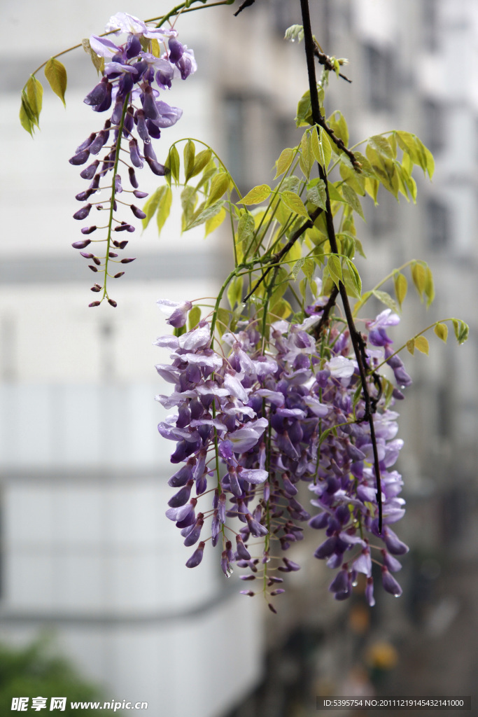 紫藤花