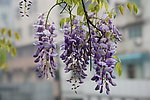 紫藤花