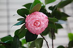 茶花