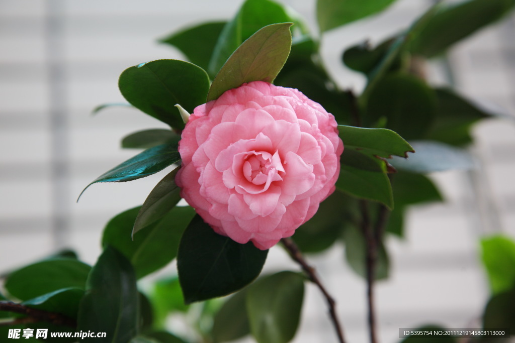 茶花