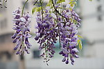 紫藤花