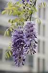 紫藤花
