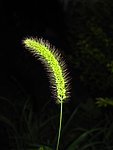 狗尾巴草