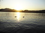 夕阳·鸭子