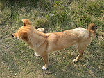 小狗