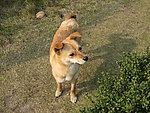 小狗