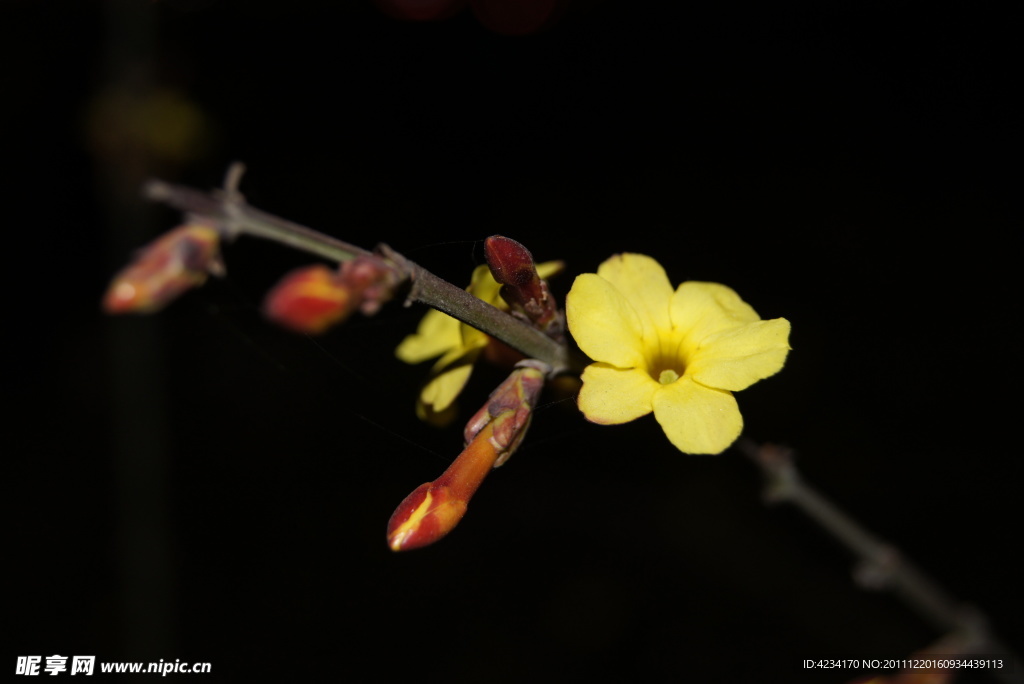 迎春花