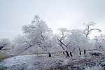 雪景