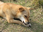小狗