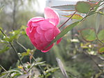 月季花