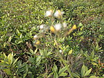 小花