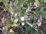 小花