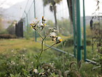 小花