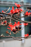 美丽 木棉花