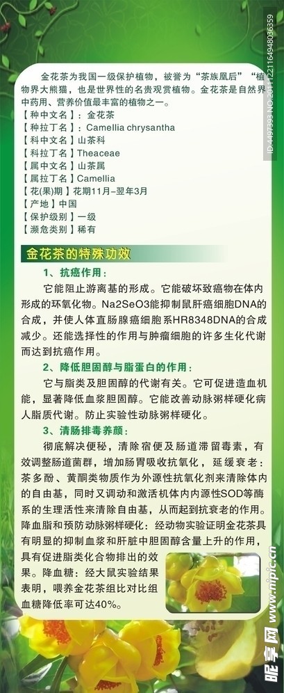 金茶花易拉宝