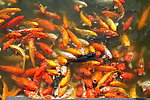 鲤鱼群