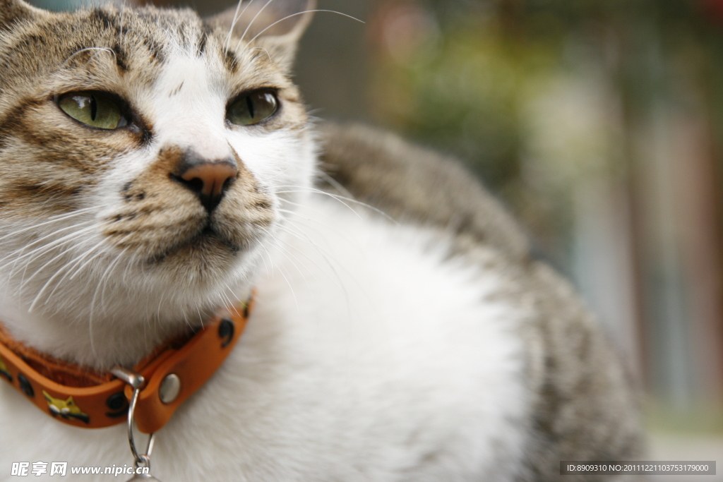 花猫