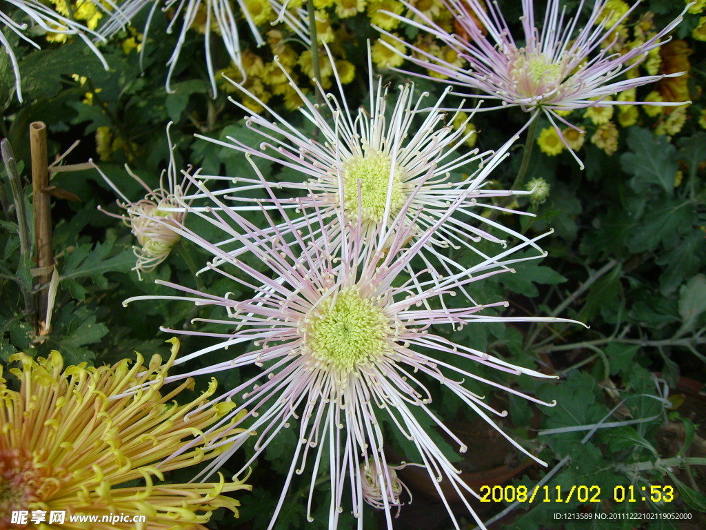 菊花