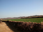 田间小路