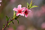 美丽桃花
