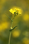 油菜花
