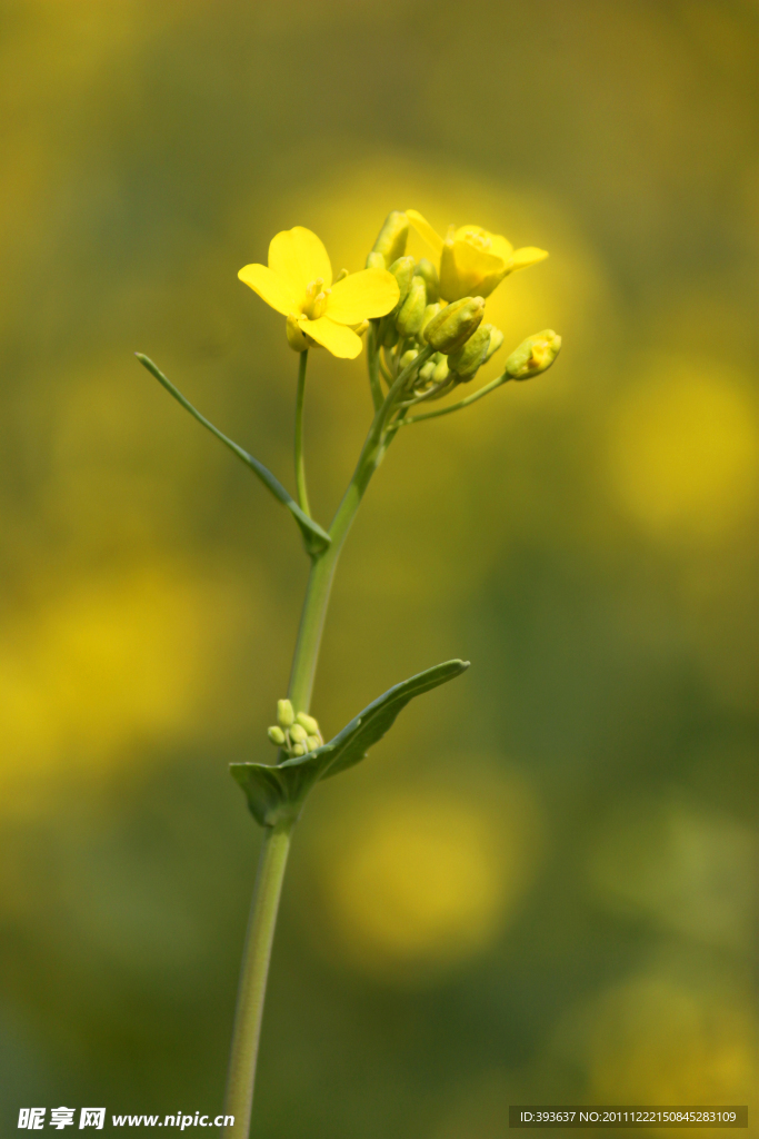 油菜花