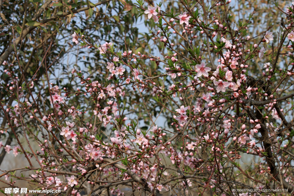 桃花林海