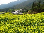 油菜花